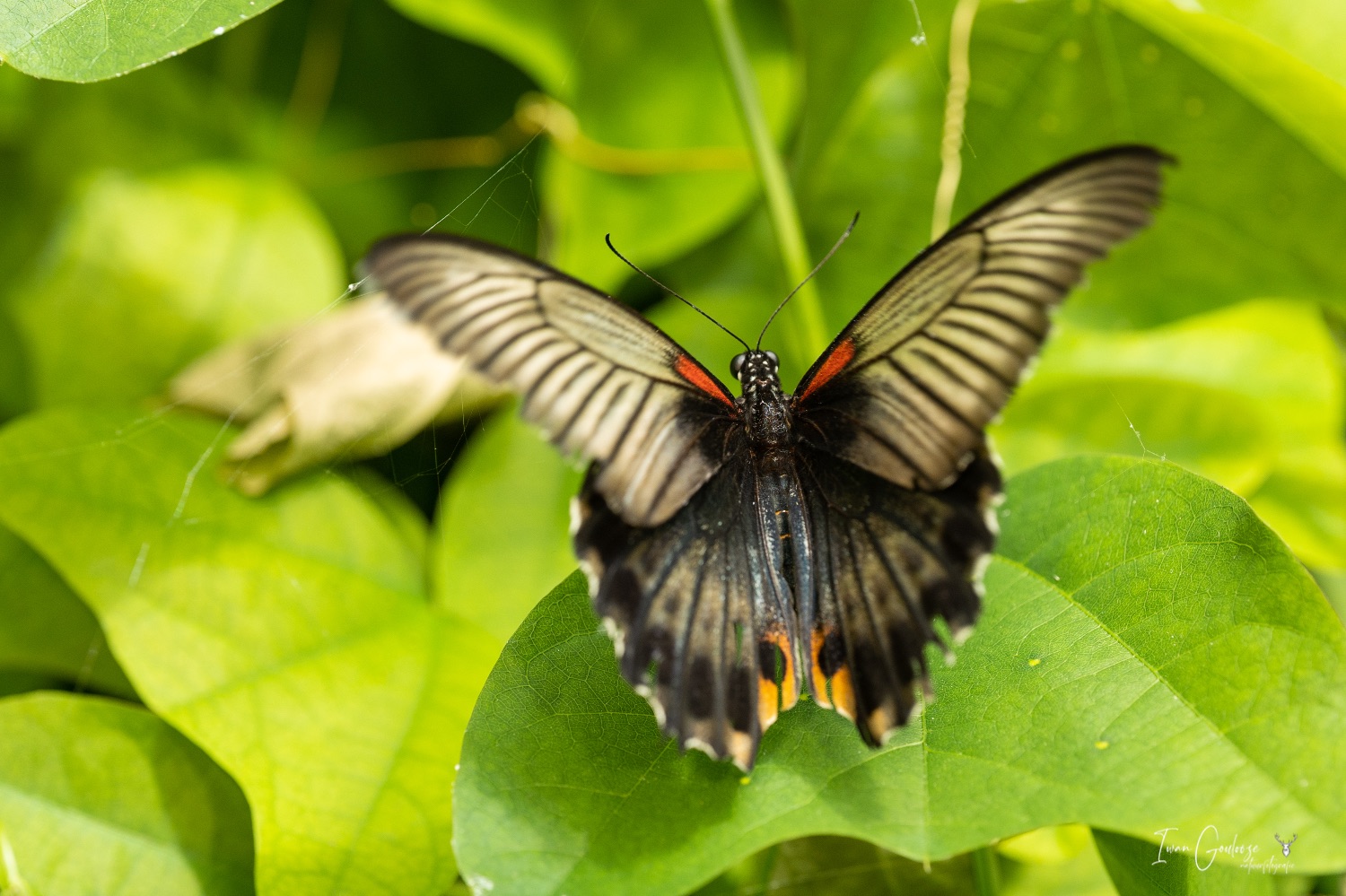  R2A3027 28 mei 2023 1521 38